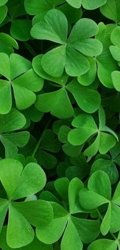 Vibrant green clover leaves create a refreshing mobile wallpaper.