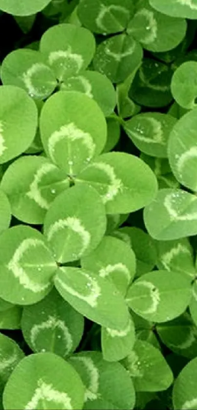 Vibrant green clover leaves close-up