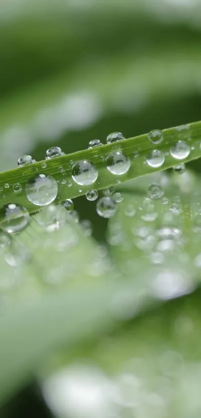 Close-up of green leaves with dew drops, creating a calming natural wallpaper.