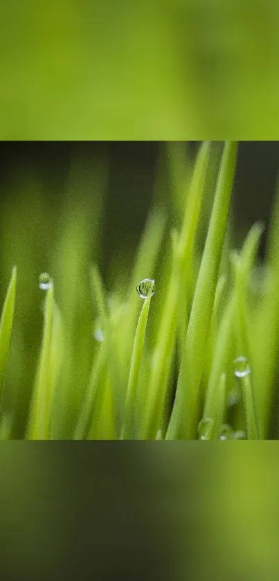 Close-up of dewy green grass blades with water droplets against a soft-focus background.