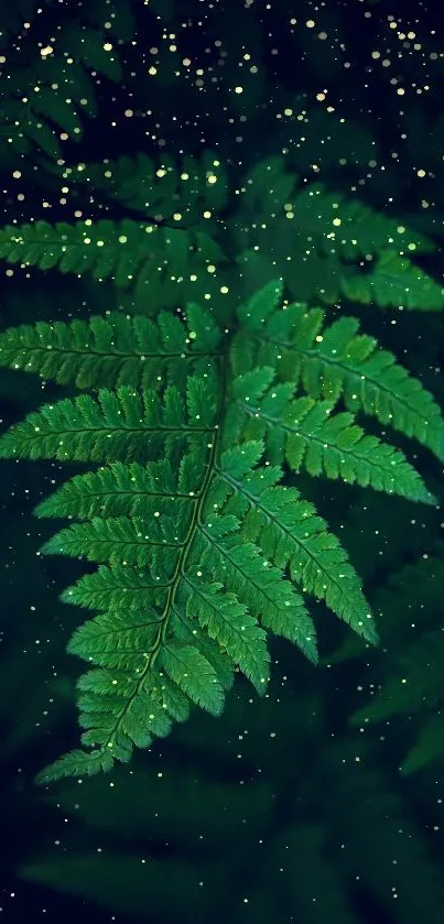 Green fern leaf with light speckles against a dark background.