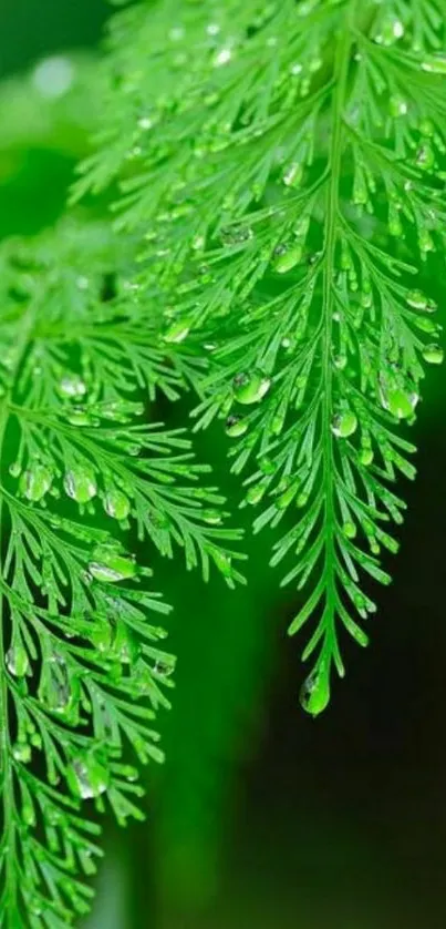 Vibrant green fern leaves with dewdrops