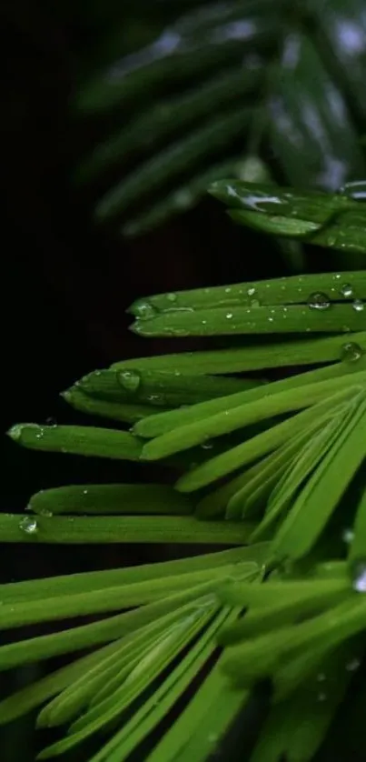 Close-up of vibrant green fern leaves with dew drops on a dark background.