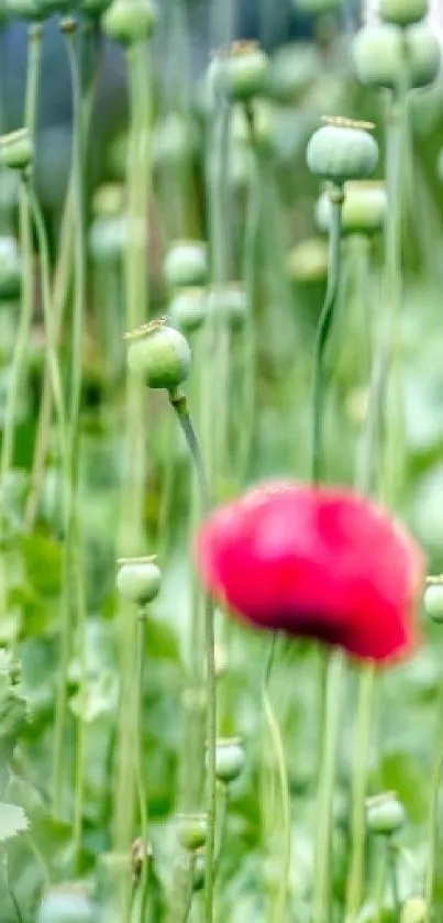 Green field with red poppy flower mobile wallpaper.