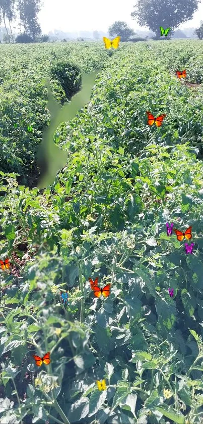 Lush green field with colorful butterflies scattered throughout.