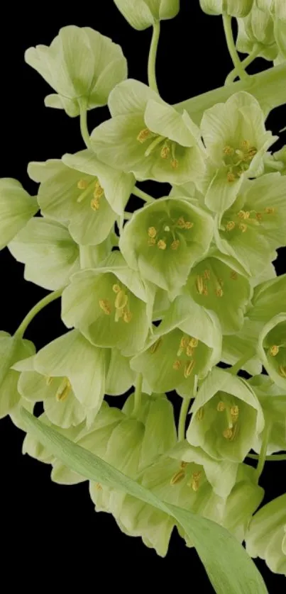 Elegant green flowers on a black backdrop.