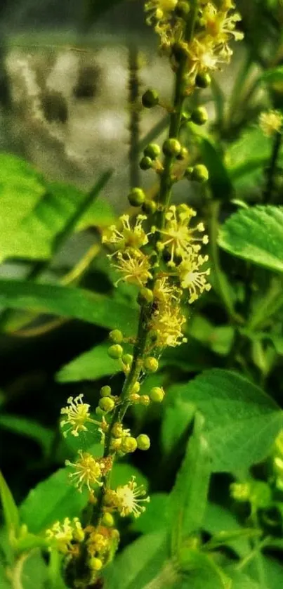 Close-up of green plant with yellow flowers, perfect for a mobile wallpaper.