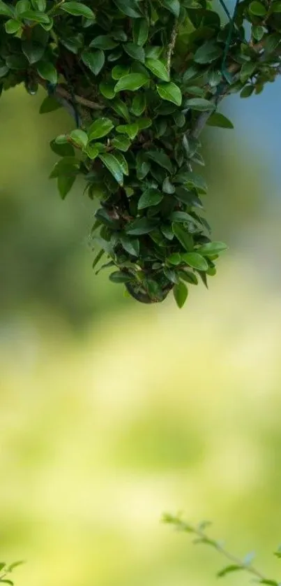 Lush green foliage set against a soft blurred background.