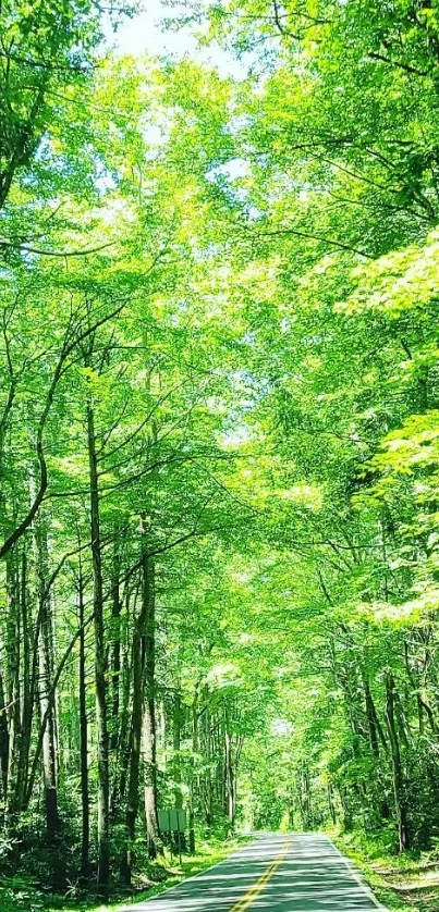 A serene forest road surrounded by lush green trees.