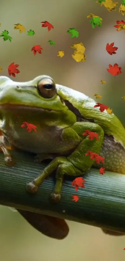 Green frog on branch with autumn leaves in background.