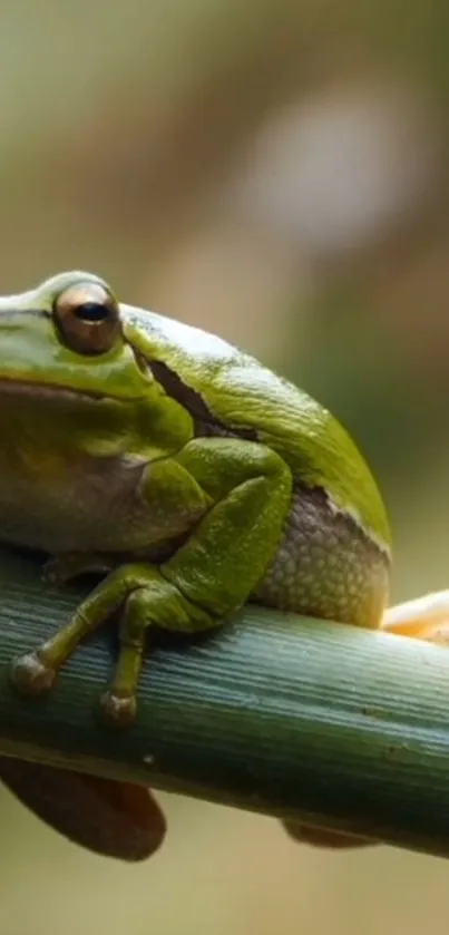 Green frog resting on a bamboo stem in a natural setting.