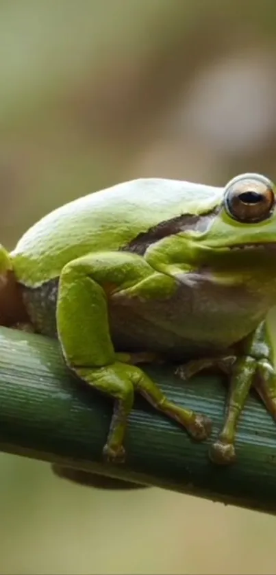 Green frog perched on a branch in nature.