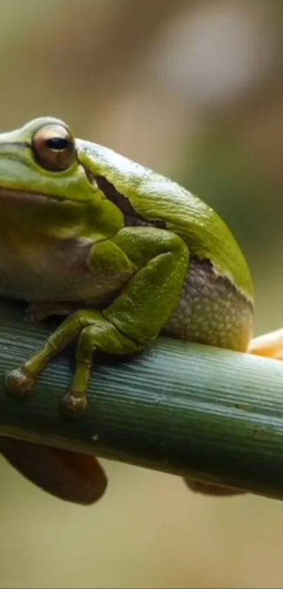 Close-up of a green frog resting on a bamboo stalk.