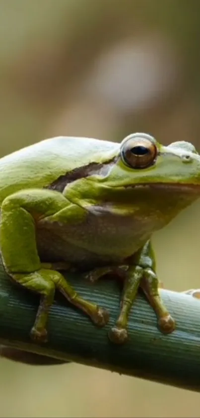 Close-up of a green frog sitting on bamboo, nature wallpaper.