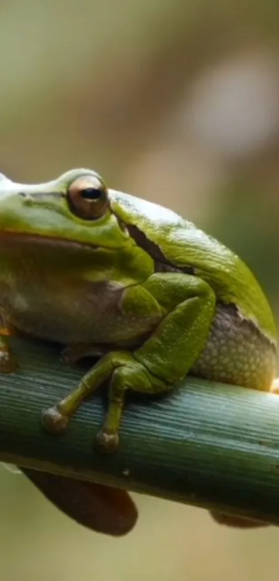 Close-up of green frog on bamboo stalk in nature.