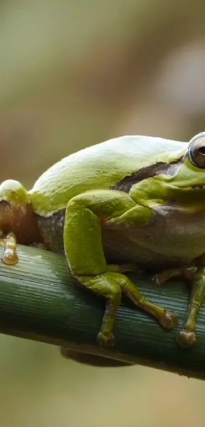 Close-up of a green frog on a bamboo stalk, nature wallpaper.