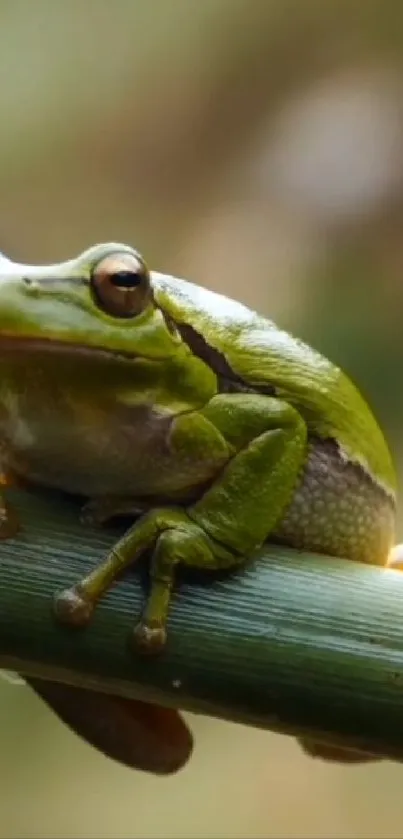 Green frog sitting on bamboo in nature scene.