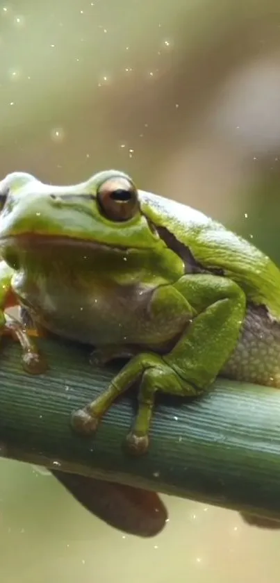 Green frog on bamboo with a serene glowing background.