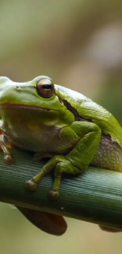 Green frog perched on a bamboo stalk in a natural setting.