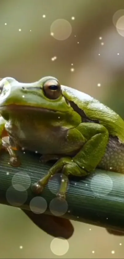 A green frog resting on a bamboo stalk, perfect as a calming mobile wallpaper.