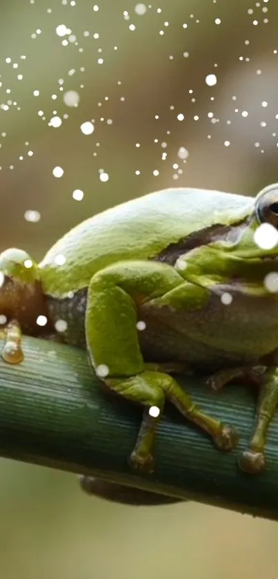 Tranquil green frog on bamboo stick with white particles.