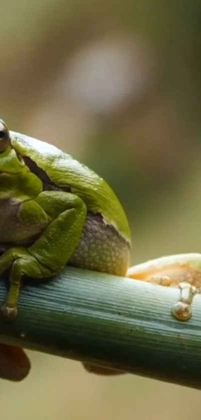 Green frog resting on a bamboo stick with blurred natural background.