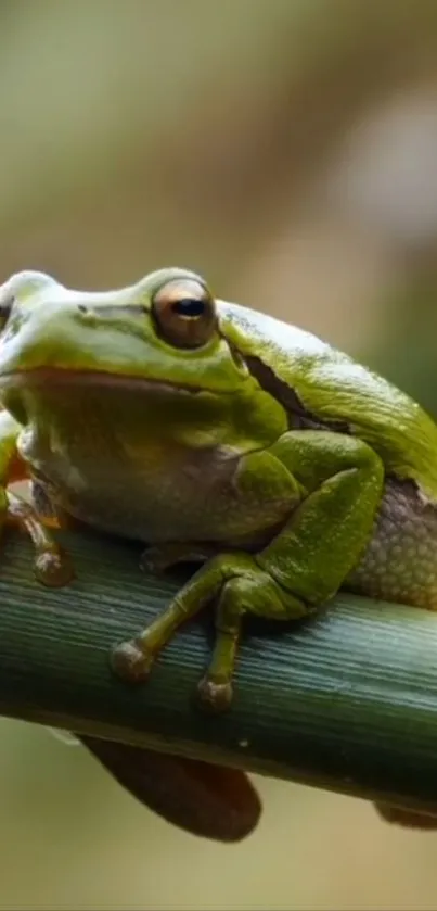 Green frog resting on bamboo stalk against soft background.