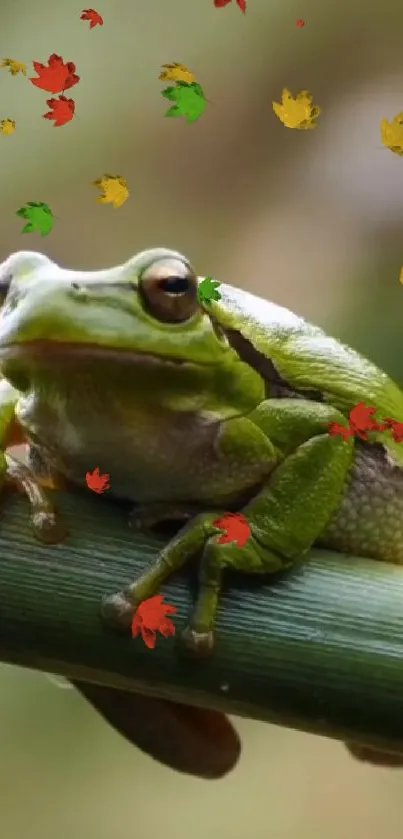 Green frog resting on branch with colorful autumn leaves.