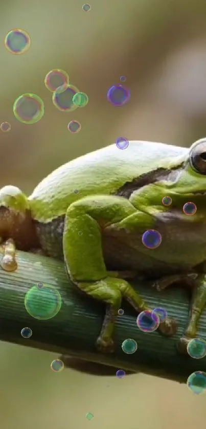 Green frog on a leaf with floating bubbles in the background.