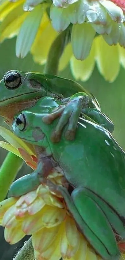 Two green frogs sitting on vibrant flowers in nature.