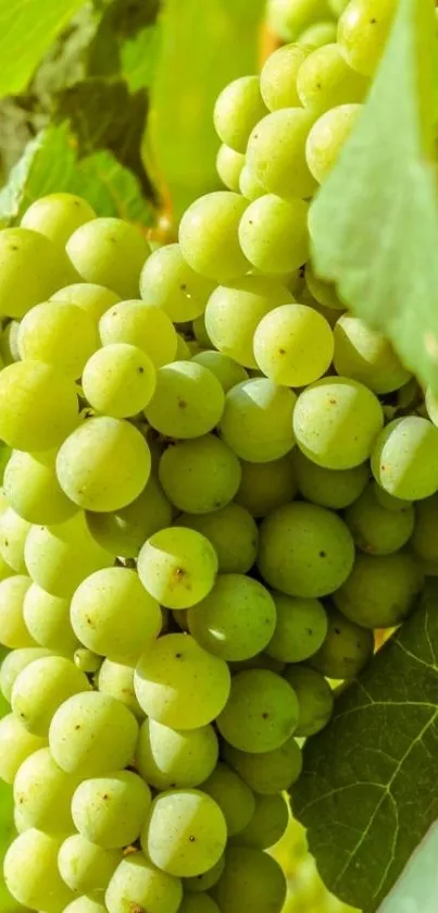 Green grapes hanging with lush leaves.