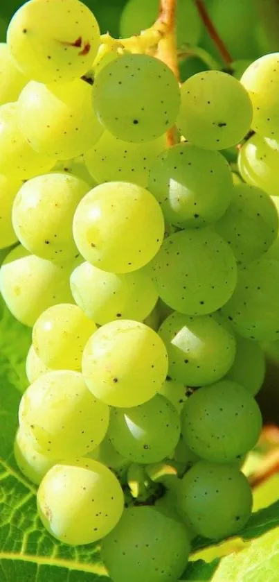 Close-up of a green grape cluster on the vine with lush green leaves.