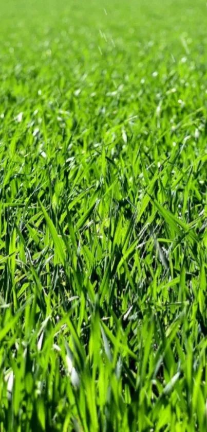 Lush green grass field mobile phone wallpaper.