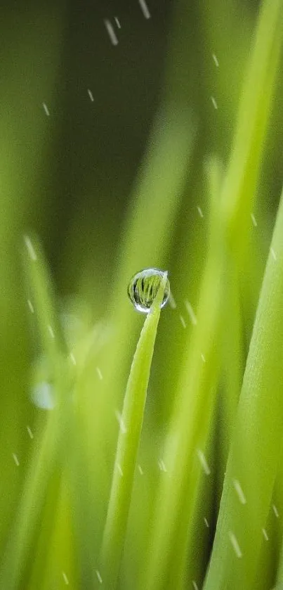 Close-up of green grass with dew droplets on a serene mobile wallpaper.