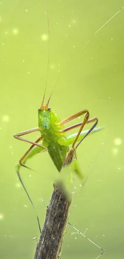 Green grasshopper perched on a stem with a glowing background.