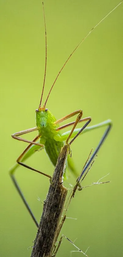 Green grasshopper perched on a stick with blurred green background.