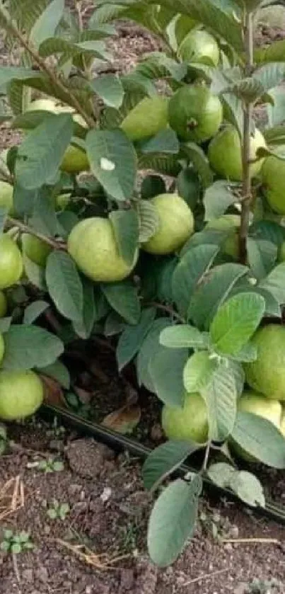 Close-up photo of a guava tree with green fruits and leaves.