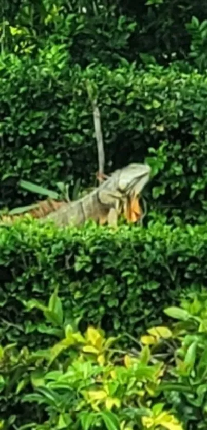 Green iguana in lush foliage wallpaper.