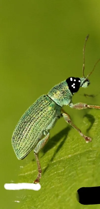 Close-up of a green insect on a leafy background for mobile wallpaper.