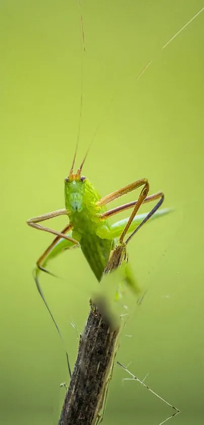 Close-up of a bright green insect on a branch.