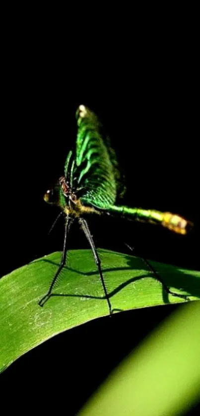 A vibrant green insect sits on a leaf with a black background.