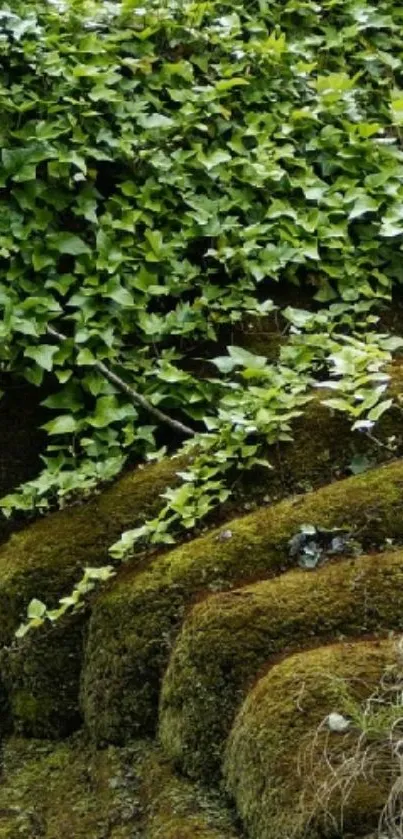 Green ivy cascading over rocks, creating a natural ambiance.