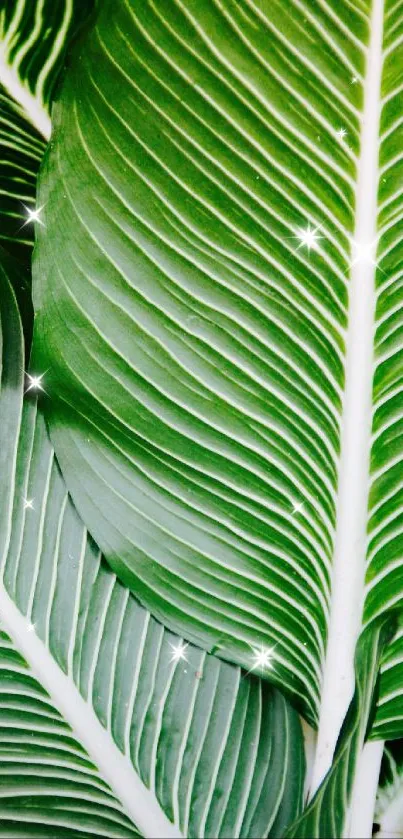 Leaves Live Wallpaper
