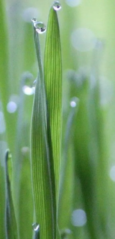 Close-up of green leaves with dewdrops wallpaper.