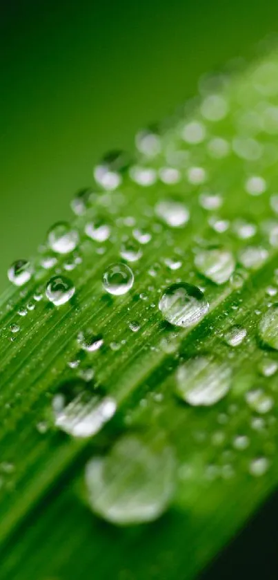 Close-up of green leaf with dew drops.