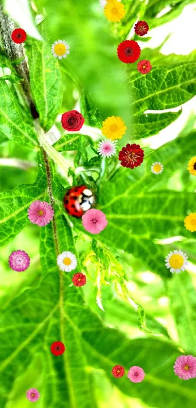 Close-up of a green leaf with a ladybug in focus.