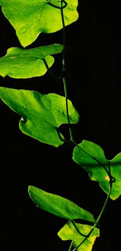 Green leaves on a dark background wallpaper.