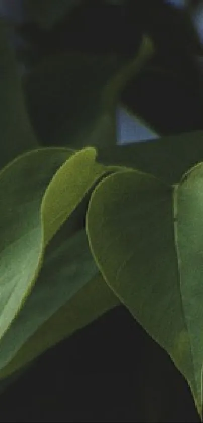 Close-up of a green leaf in dark light.