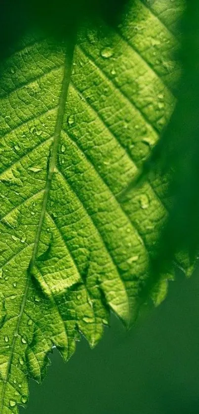 Close-up of a green leaf with water droplets for mobile wallpaper.