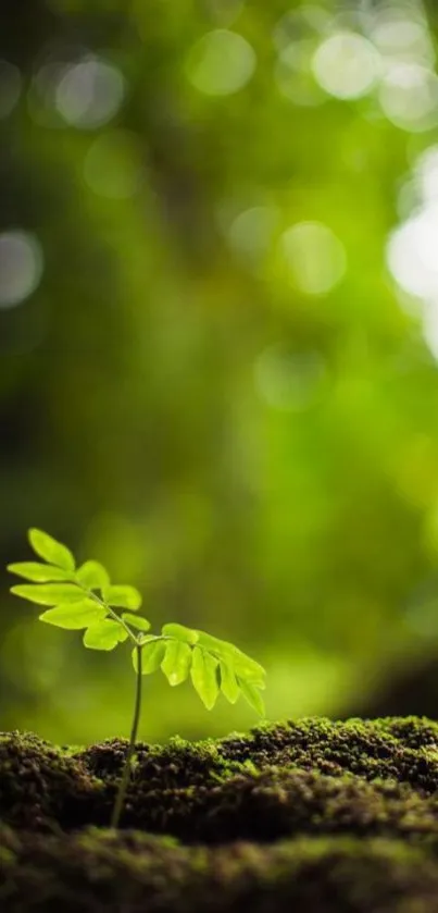 Green leafy sprout in lush forest setting.